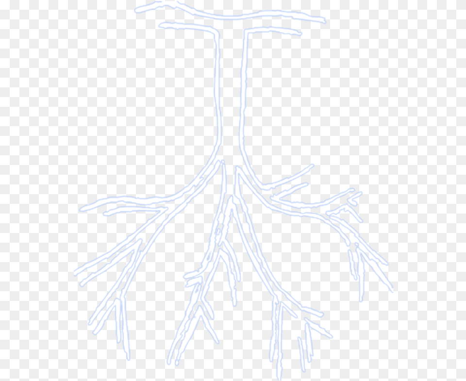 Rappers Drawing Sketch Roy Woods Tree Plant, Root Free Transparent Png