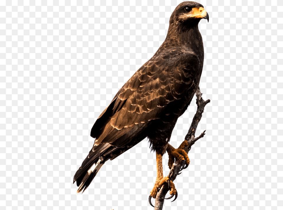 Raptor Bird Hawk, Animal, Buzzard, Vulture, Eagle Free Transparent Png