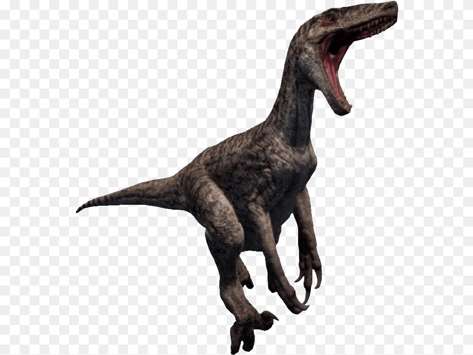 Raptor Raptor, Animal, Dinosaur, Reptile, T-rex Png Image