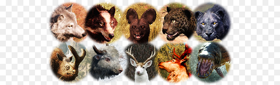 Rare Animals Scary, Animal, Mammal, Wildlife, Lion Free Transparent Png