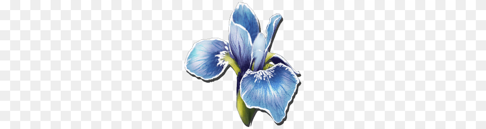 Rare Flower, Iris, Plant, Petal, Person Free Transparent Png