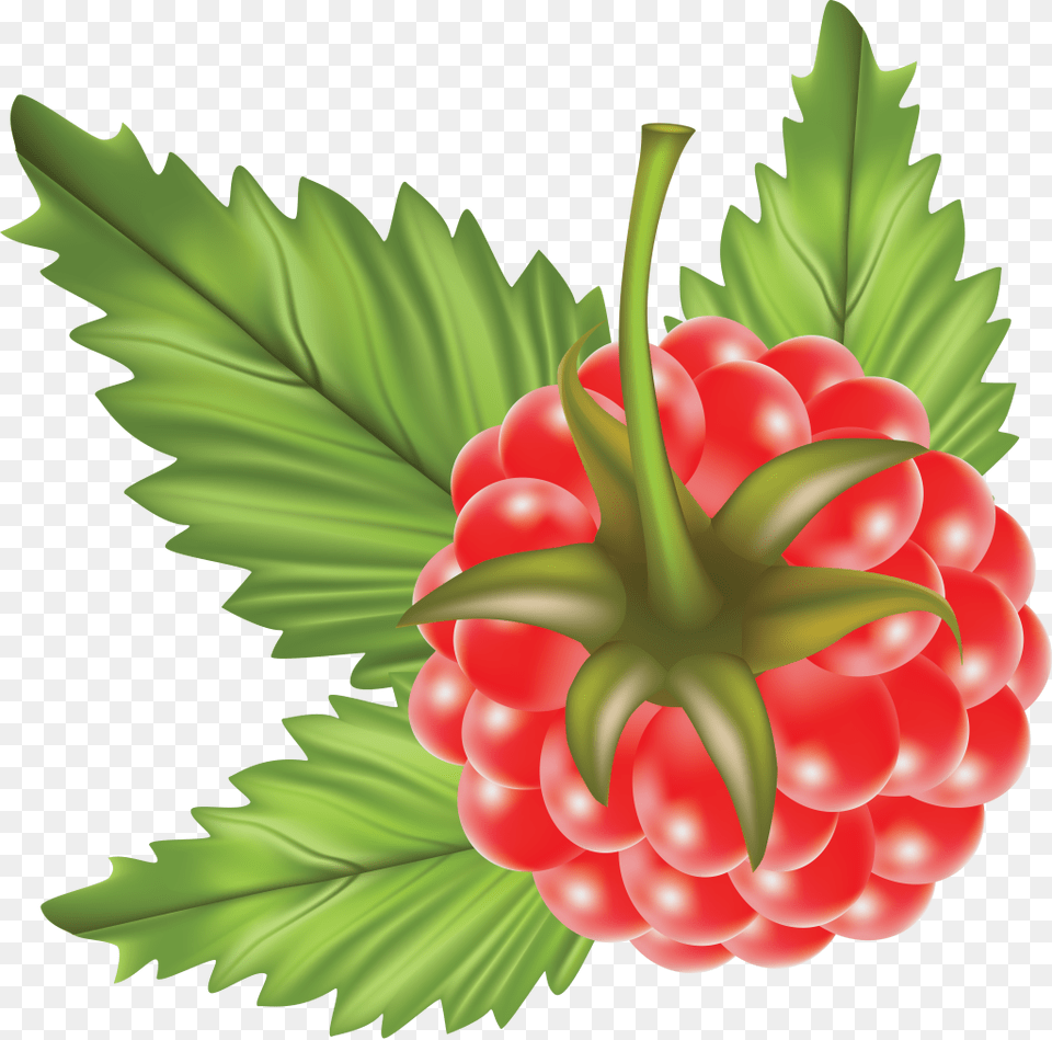 Raspberry, Berry, Food, Fruit, Plant Free Png