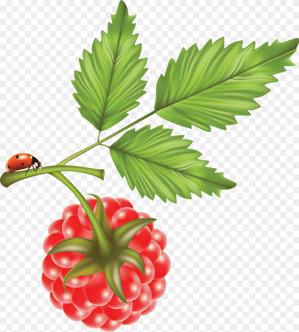 Raspberry, Berry, Food, Fruit, Plant Free Transparent Png