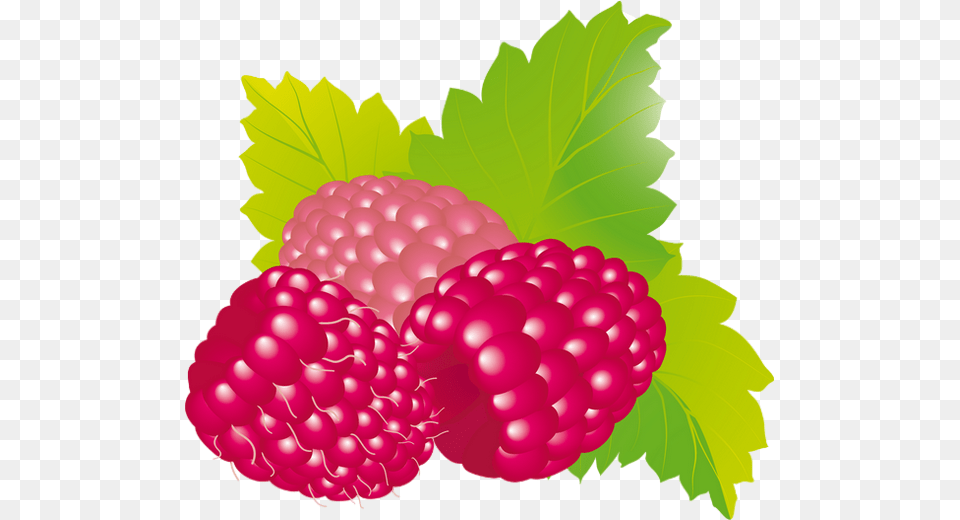 Raspberry, Berry, Food, Fruit, Plant Free Transparent Png