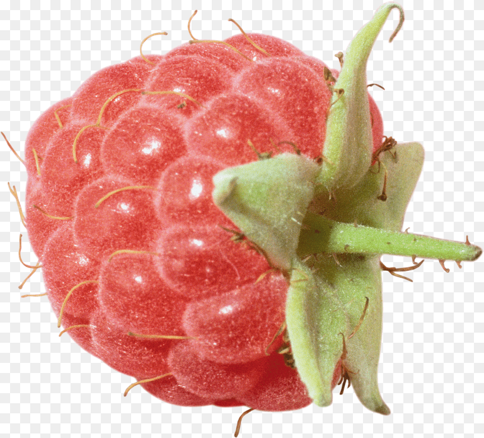 Raspberry Free Png Download