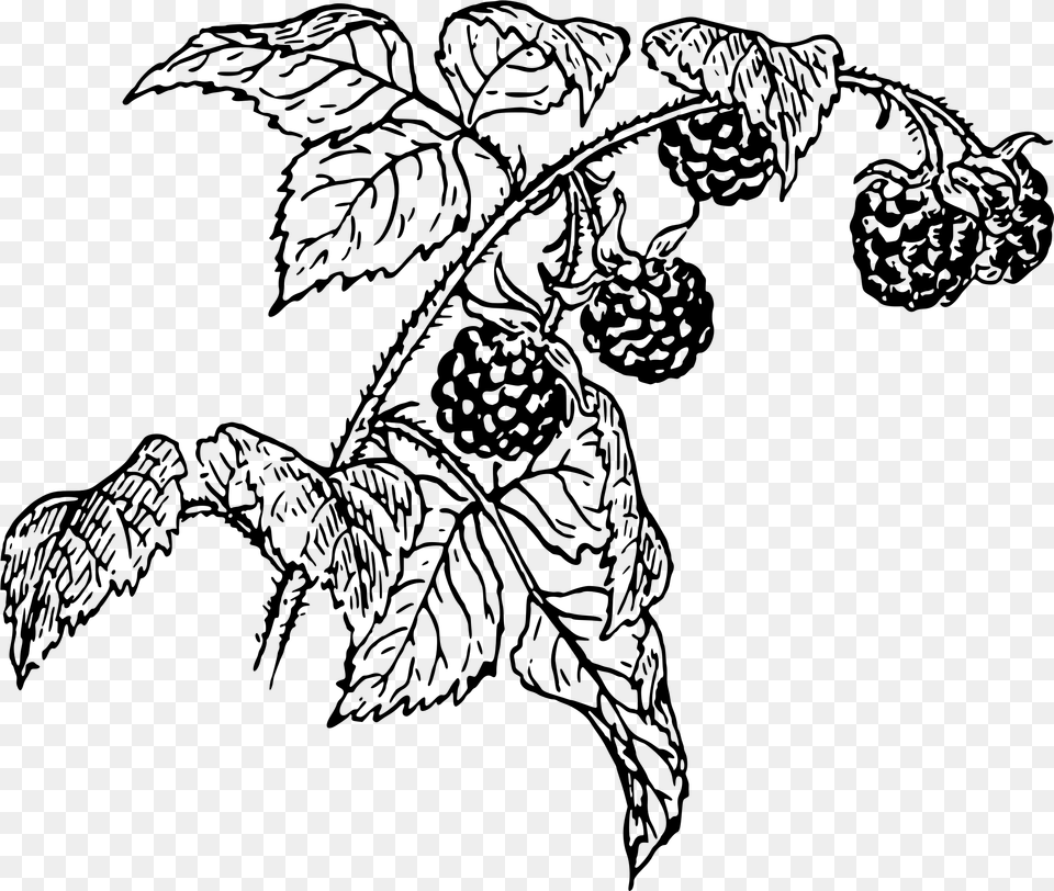 Raspberry 3 Icons Black And White Raspberry Botanical Drawings, Gray Png Image