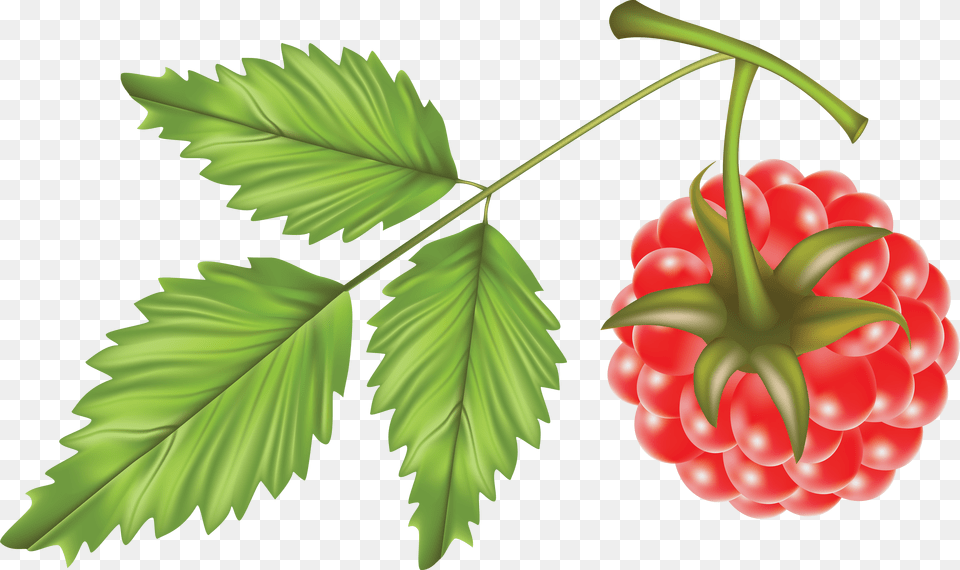 Raspberry, Berry, Food, Fruit, Plant Png