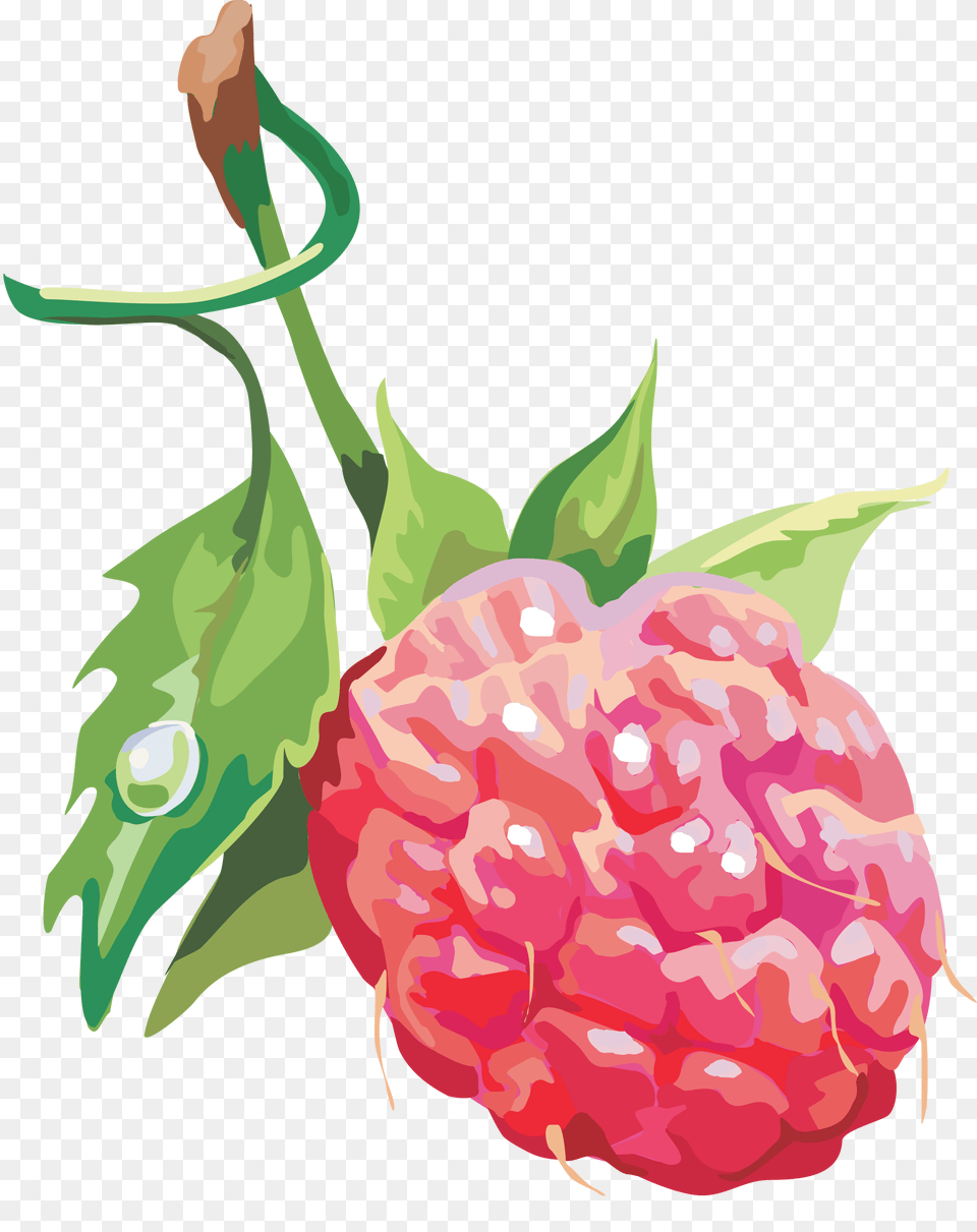 Raspberry, Berry, Food, Fruit, Plant Png