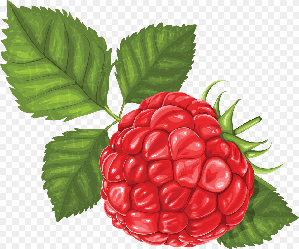 Raspberry, Berry, Food, Fruit, Plant Free Png