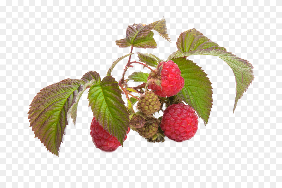 Raspberry Berry, Food, Fruit, Plant Free Png
