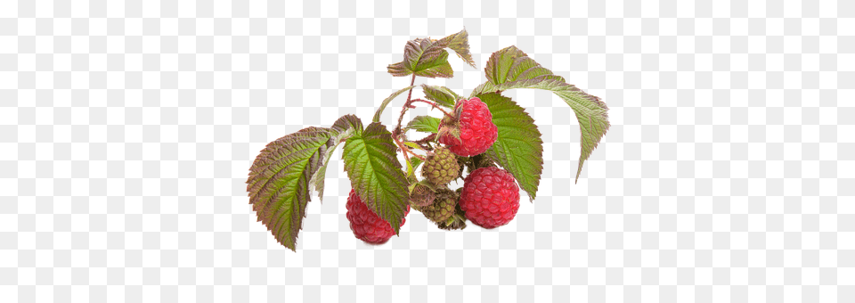 Raspberry Berry, Food, Fruit, Plant Free Transparent Png