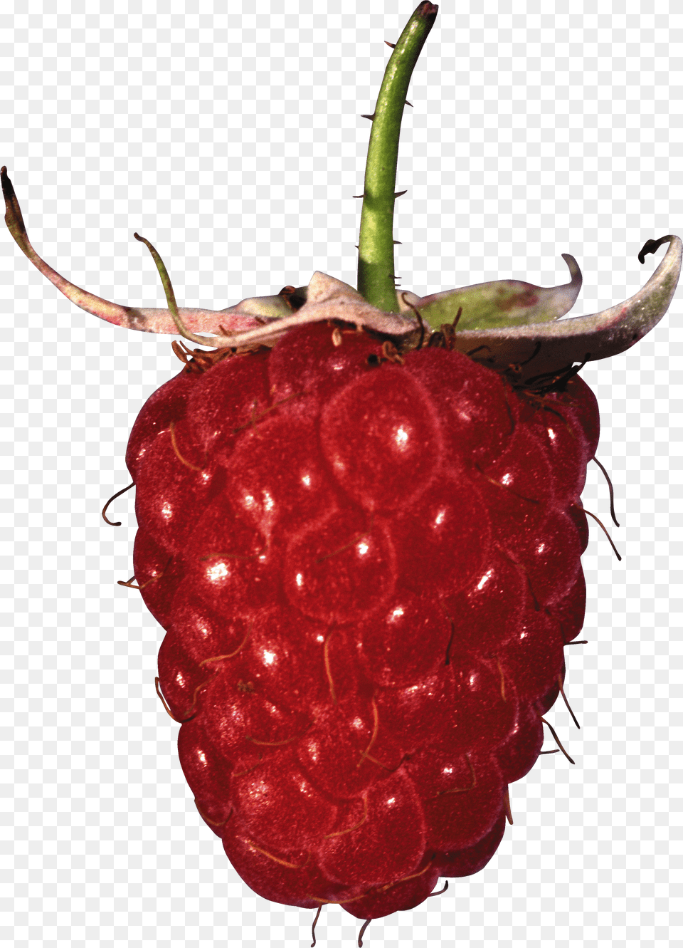 Raspberry, Animal, Bird, Parrot, Person Png