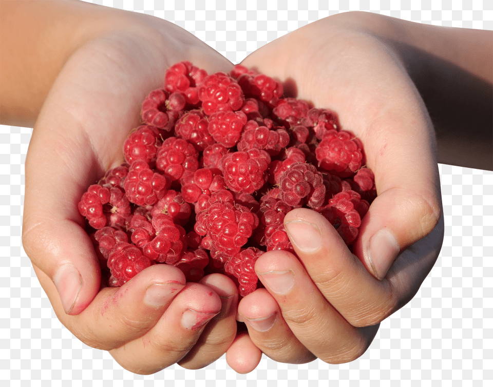 Raspberry Clip Free Png Download