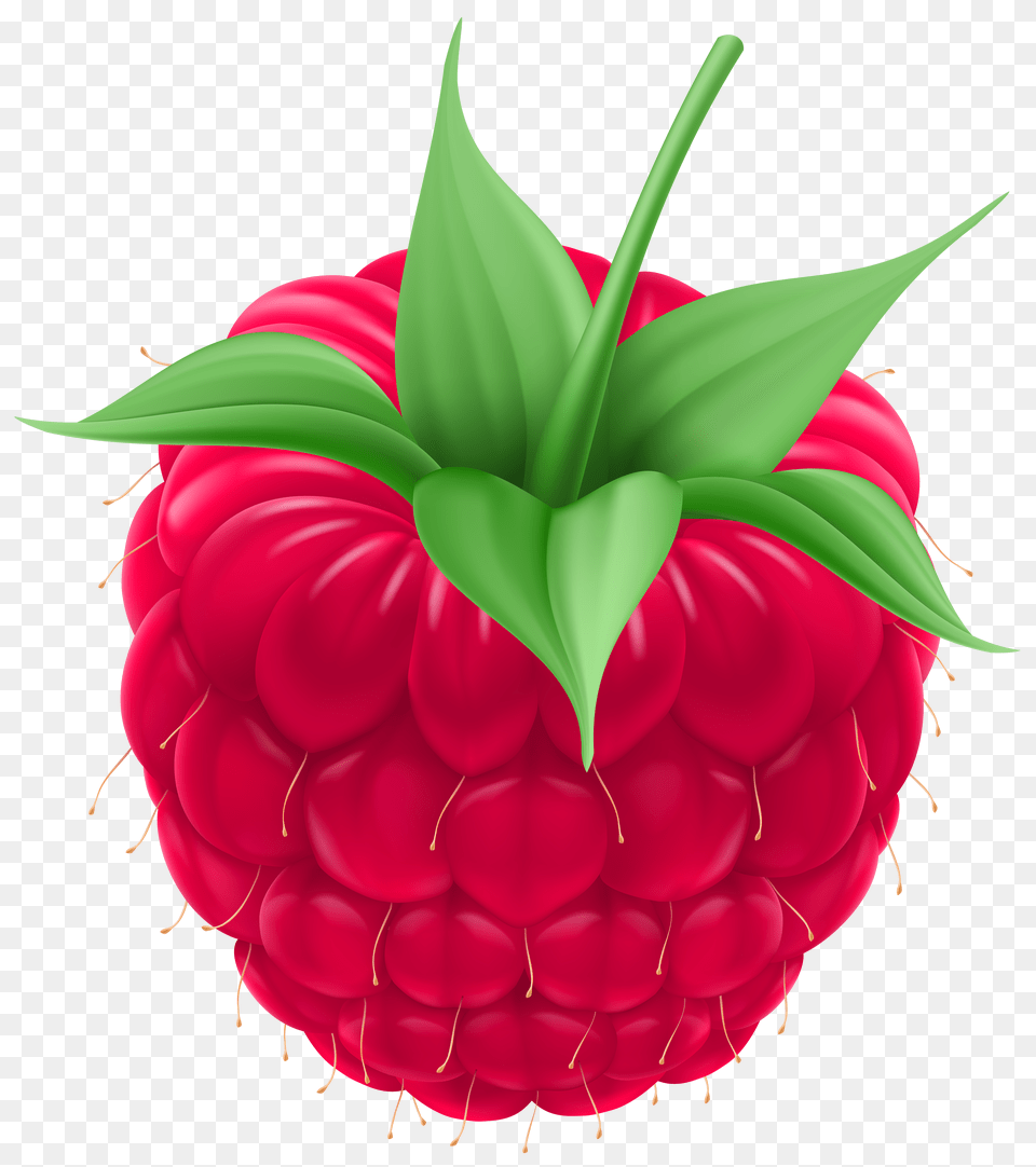 Raspberry Clip Art Free Png Download