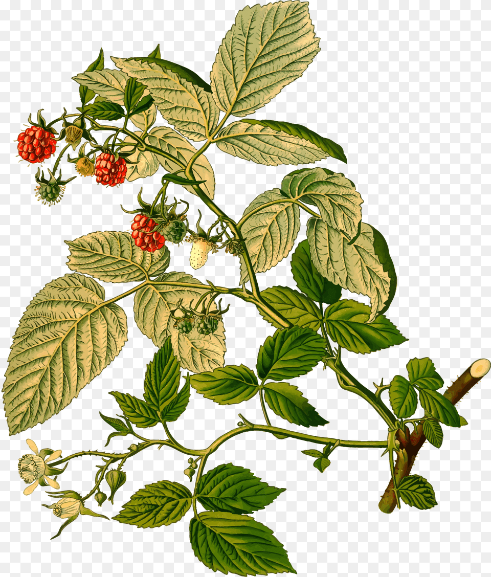 Raspberry Clip Arts, Berry, Food, Fruit, Leaf Png Image