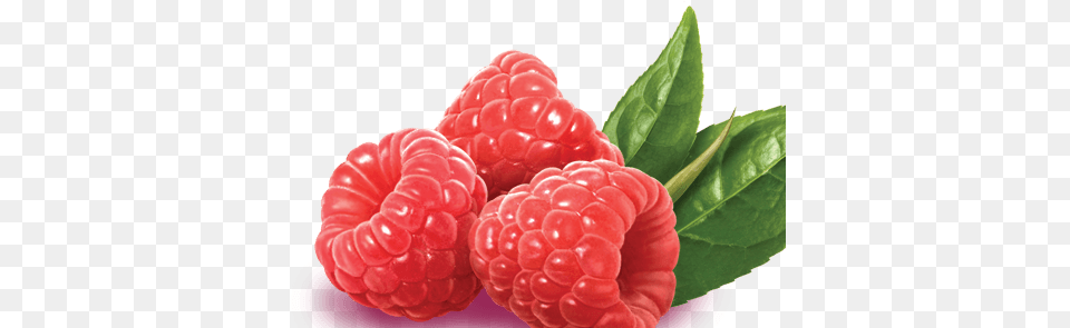 Raspberry Download Snapple Raspberry Iced Tea K Cups 88 Count, Berry, Food, Fruit, Plant Free Transparent Png