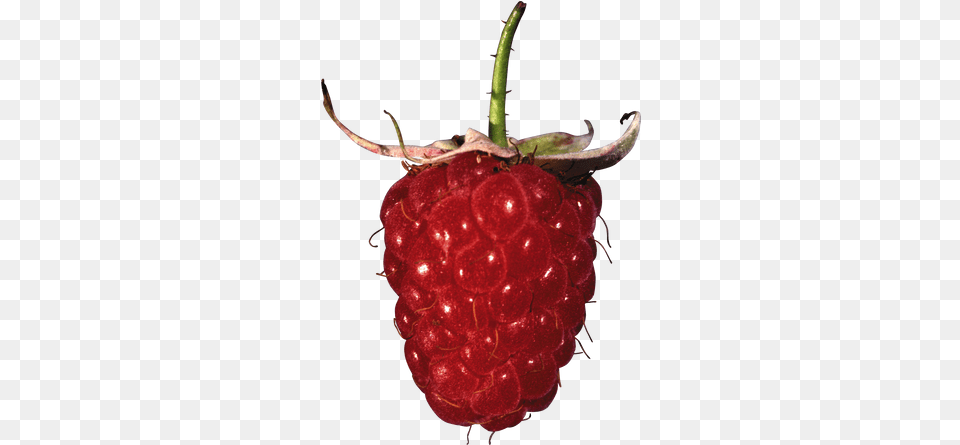 Raspberry Images Red Raspberry, Berry, Food, Fruit, Plant Free Transparent Png