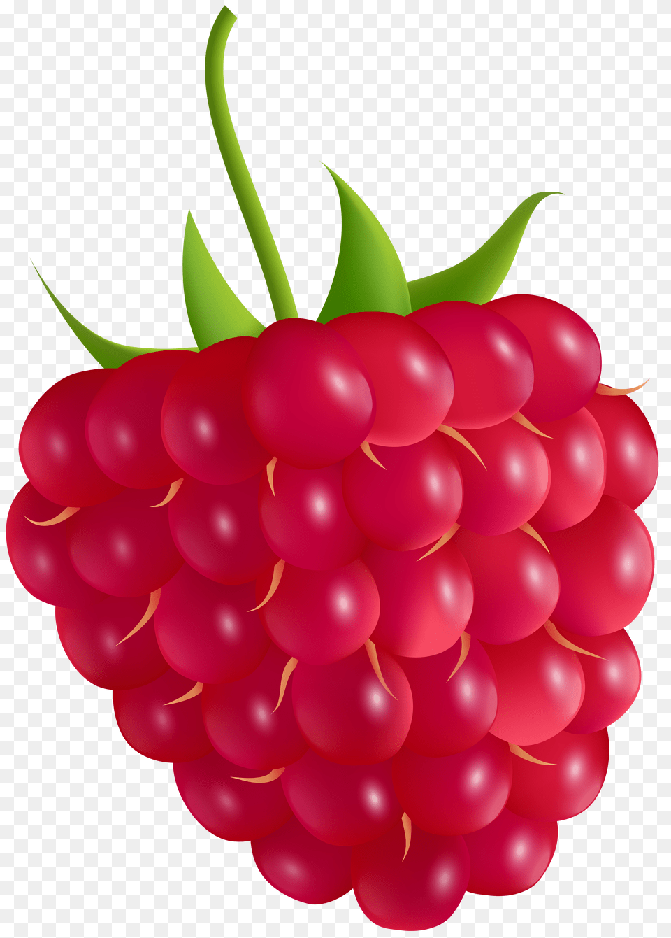 Raspberry Transparent Clip Art Free Png