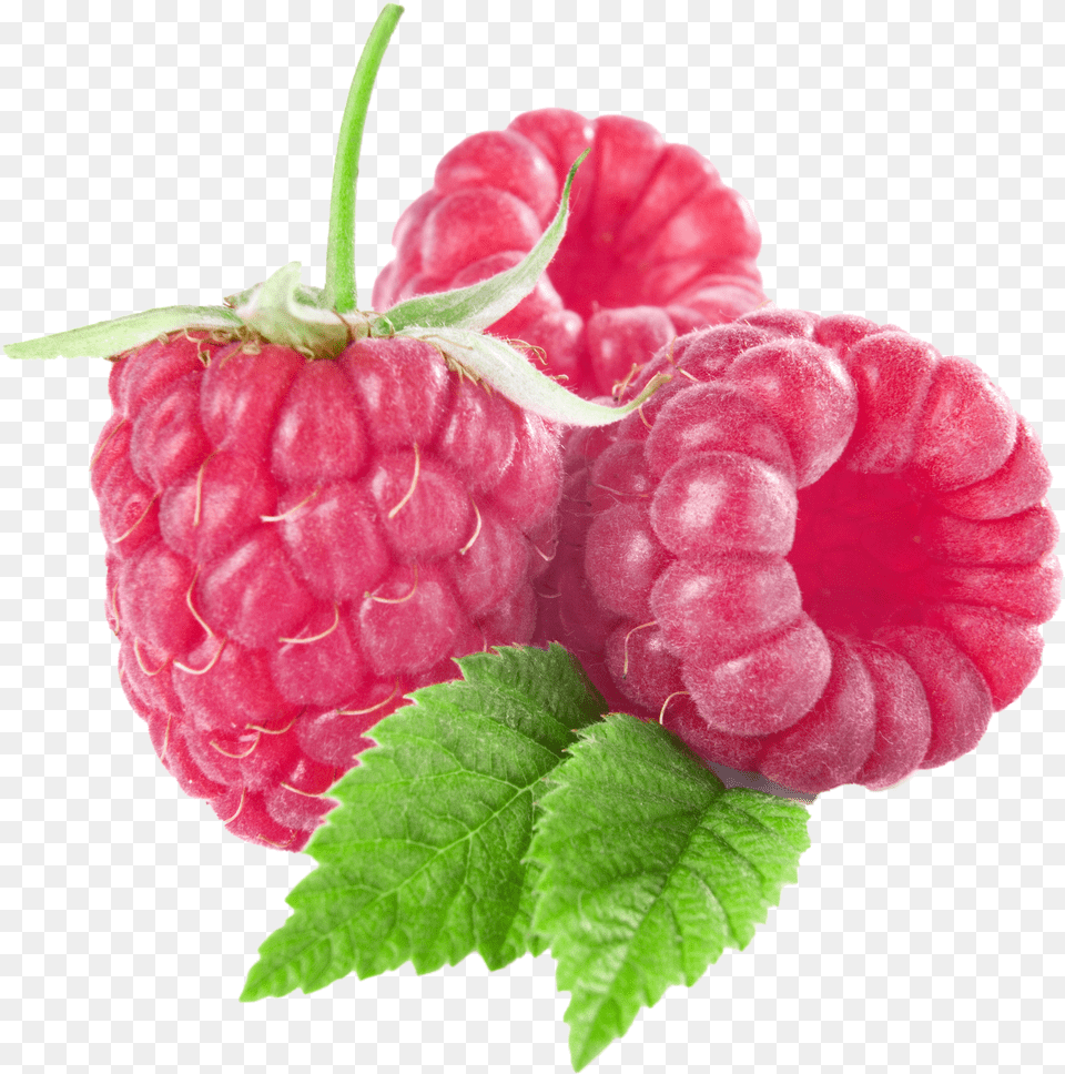 Raspberry Transparent Clipart Raspberry Clipart Free Png