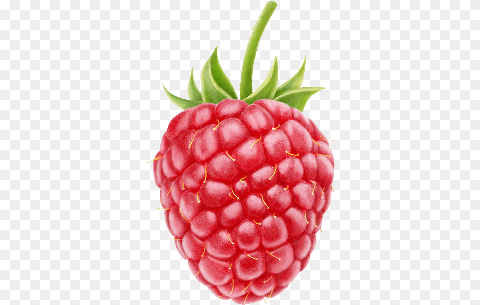 Raspberry Transparent Raspberry, Berry, Food, Fruit, Plant Free Png Download