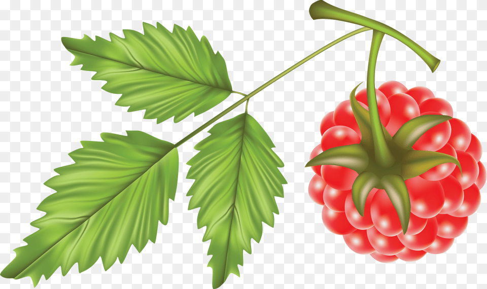 Raspberry Vector, Berry, Food, Fruit, Plant Free Png Download