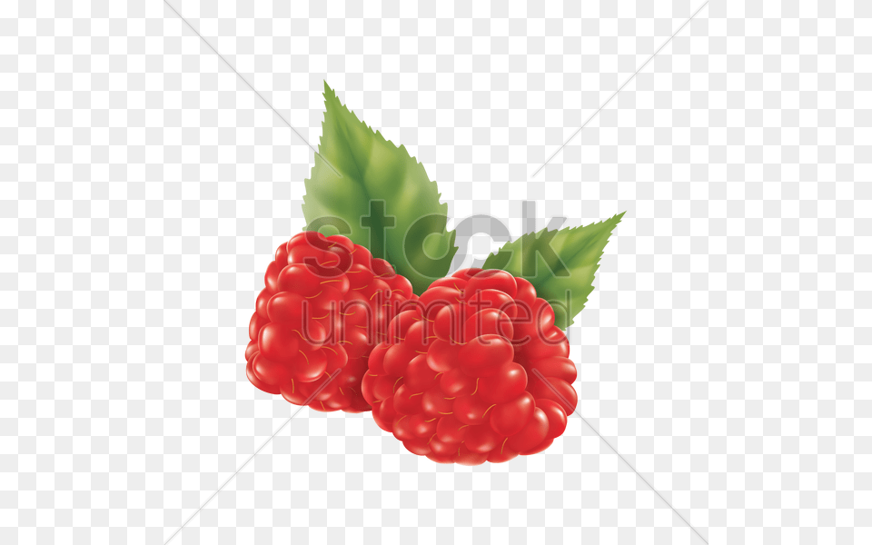 Raspberry Vector Image, Berry, Food, Fruit, Plant Free Png