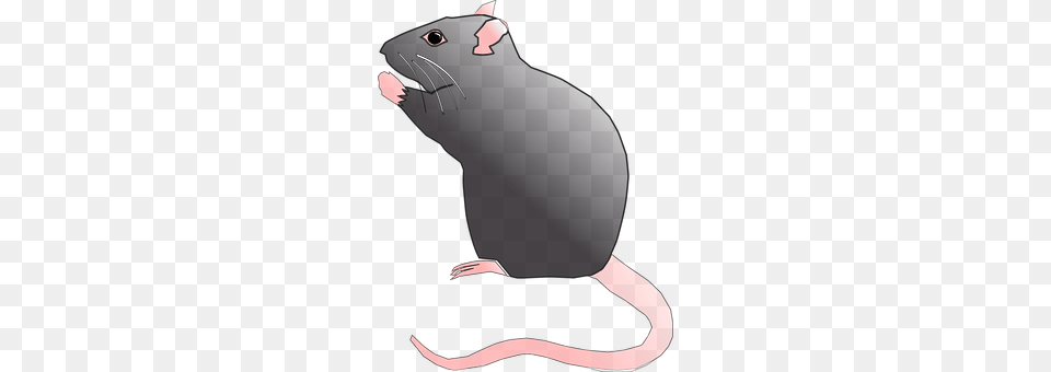Rat Animal, Mammal, Adult, Male Free Transparent Png