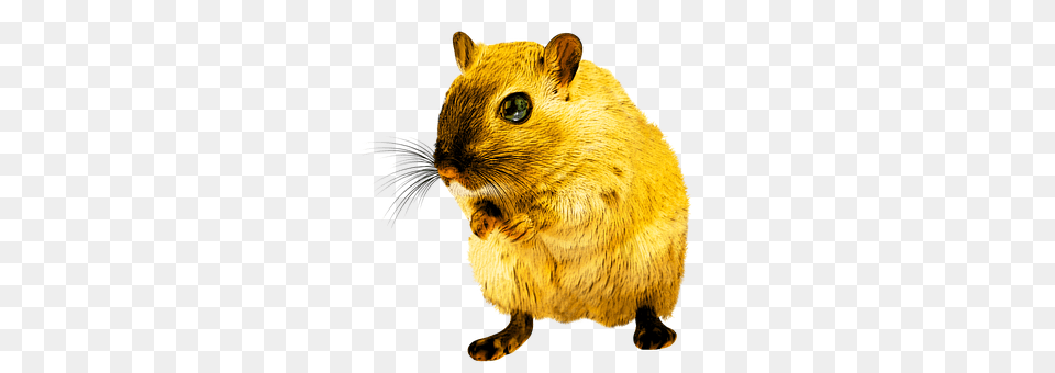 Rat Animal, Mammal, Rodent Png Image