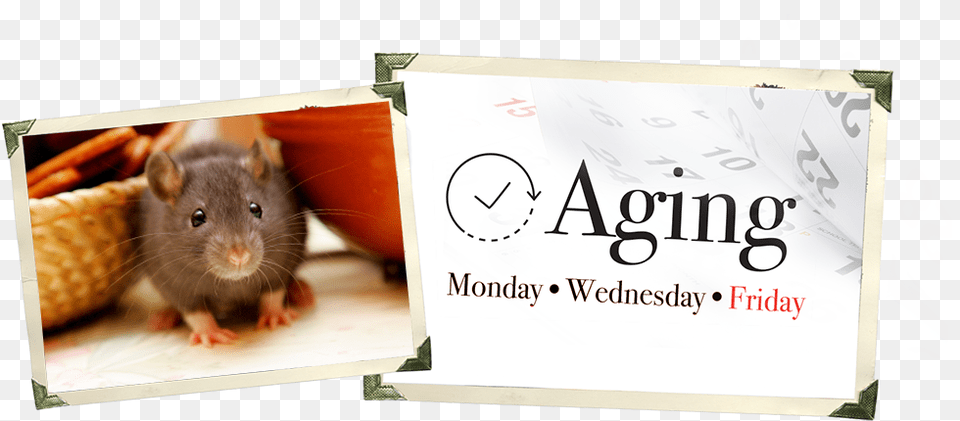 Rat, Animal, Mammal, Rodent Free Png