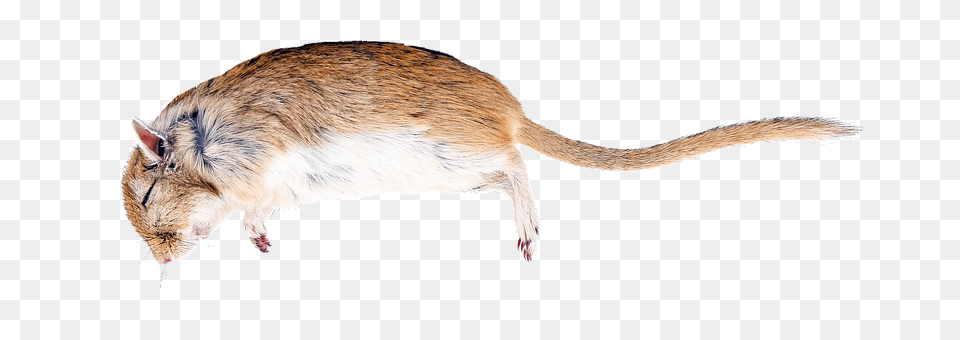 Rat Animal, Mammal, Rodent Free Png