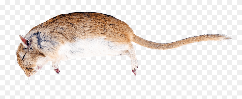 Rat Animal, Mammal, Rodent Free Transparent Png