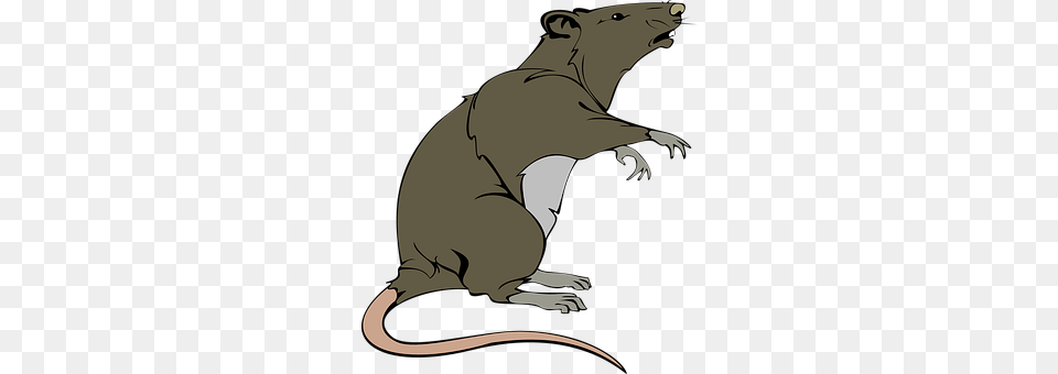 Rat Animal, Mammal Png