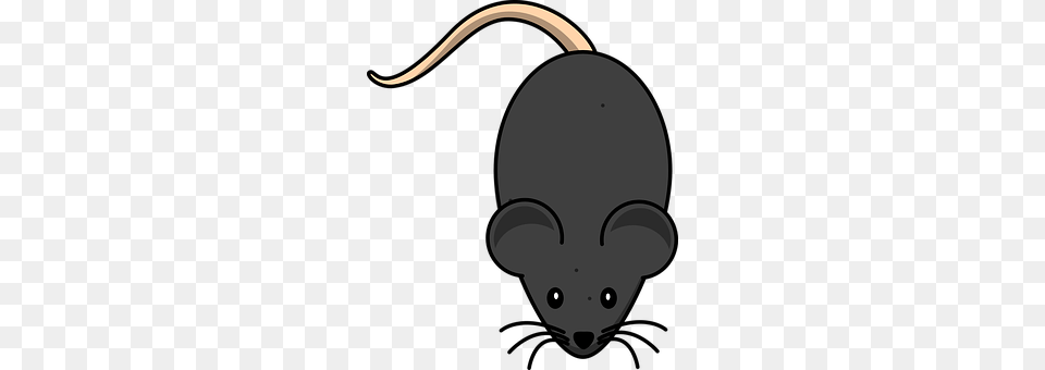 Rat Animal, Mammal, Rodent Free Transparent Png