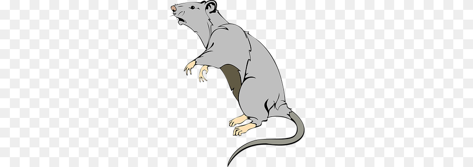 Rat Animal, Mammal, Person Free Png