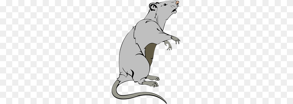 Rat Animal, Mammal, Person Png