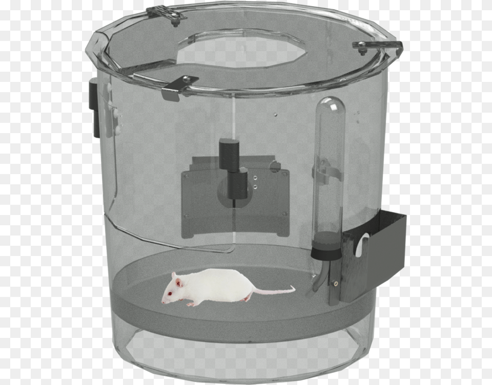 Rat, Animal, Mammal, Rodent Free Transparent Png