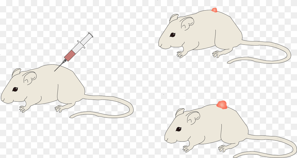 Rat, Animal, Mammal, Rodent, Computer Hardware Png Image