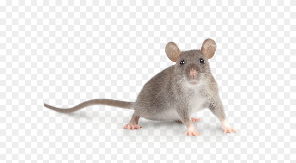 Rat, Animal, Mammal, Rodent Free Png Download