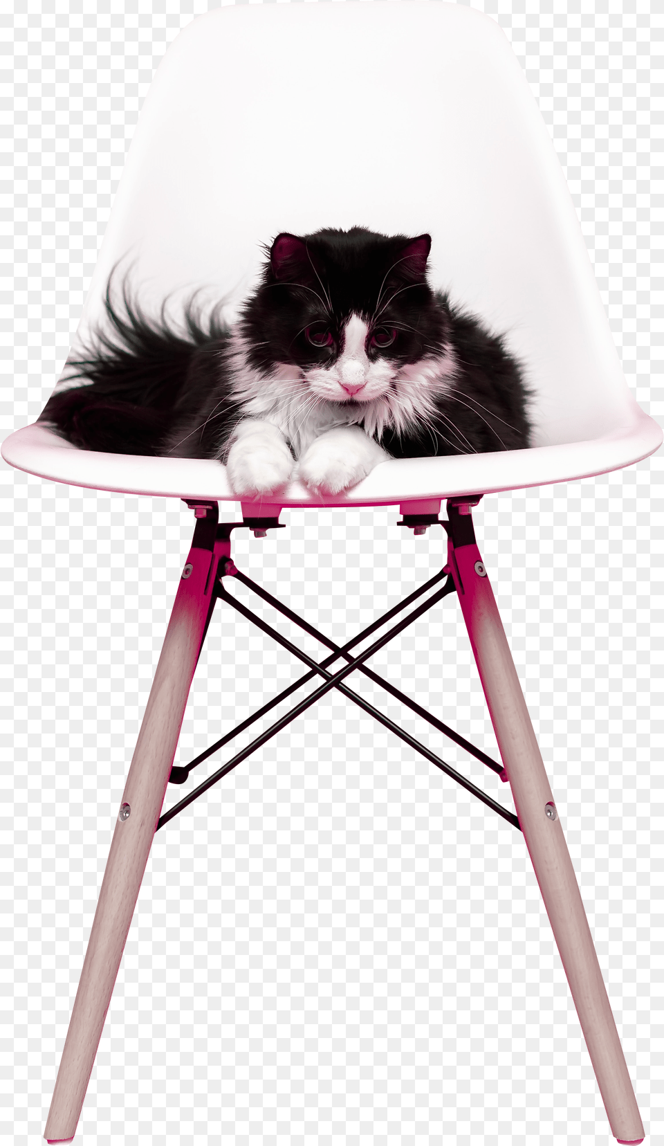 Rat, Furniture, Chair, Animal, Cat Free Png