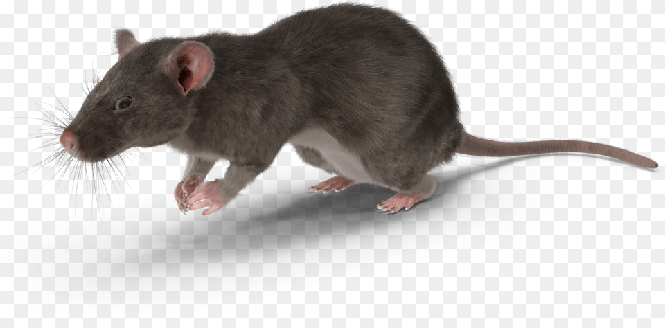 Rat, Animal, Mammal, Rodent Free Transparent Png