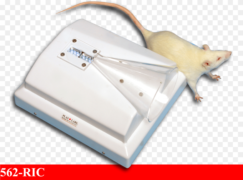 Rat, Animal, Mammal, Rodent, Computer Hardware Free Png