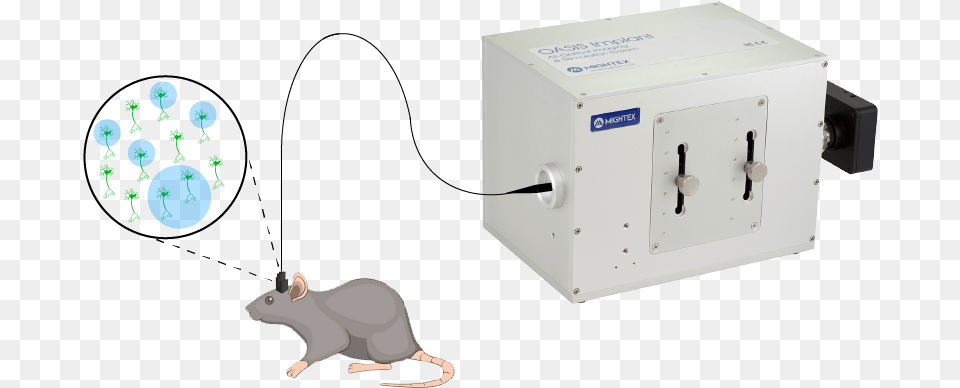 Rat, Computer Hardware, Electronics, Hardware, Mailbox Png Image