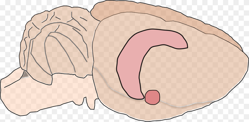 Rat Brain Clipart Download Rat Brain Clipart, Baby, Person Free Transparent Png