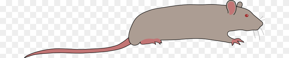Rat By Rones, Animal, Mammal, Rodent Png