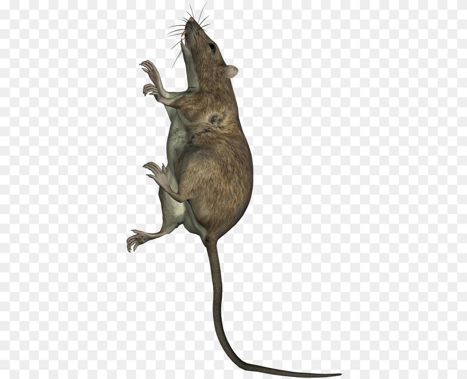 Rat Climbing Up A Wall Marsh Rice Rat, Animal, Mammal, Person Free Png
