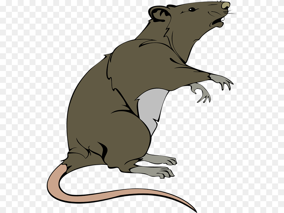 Rat Clip Art, Animal, Mammal, Baby, Person Free Png