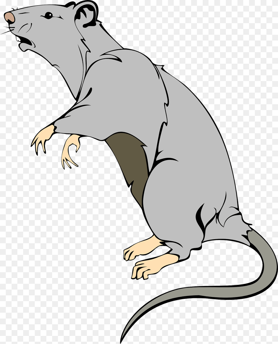 Rat Clipart, Animal, Mammal, Rodent, Bear Png