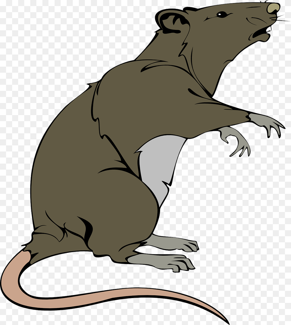 Rat Clipart, Animal, Mammal, Baby, Person Free Png Download