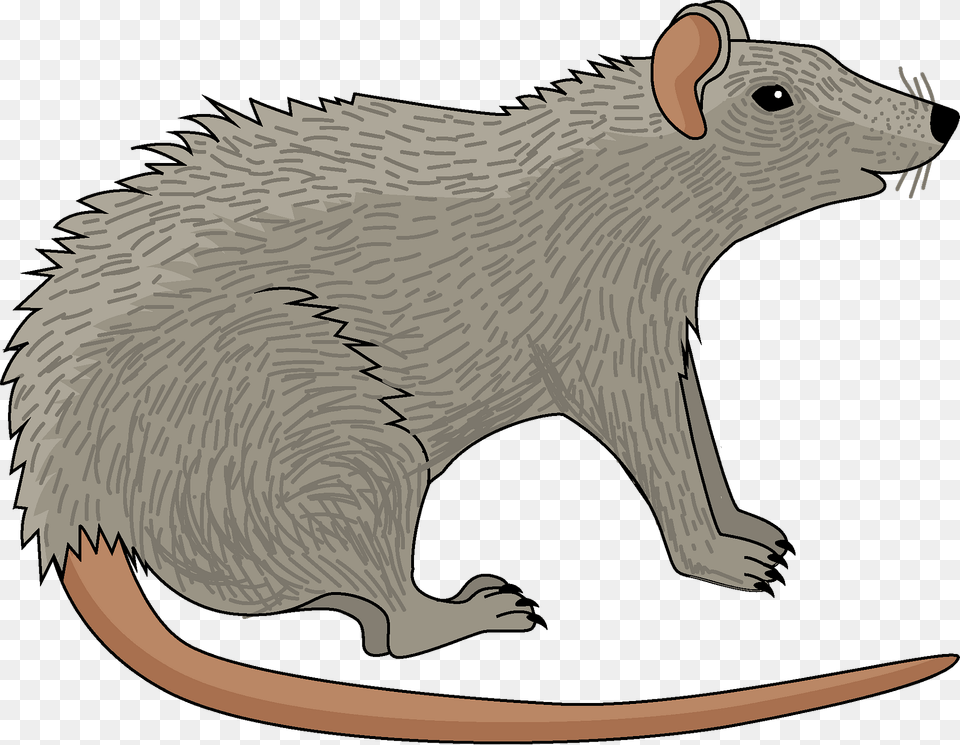 Rat Clipart, Animal, Mammal, Fish, Rodent Free Png Download