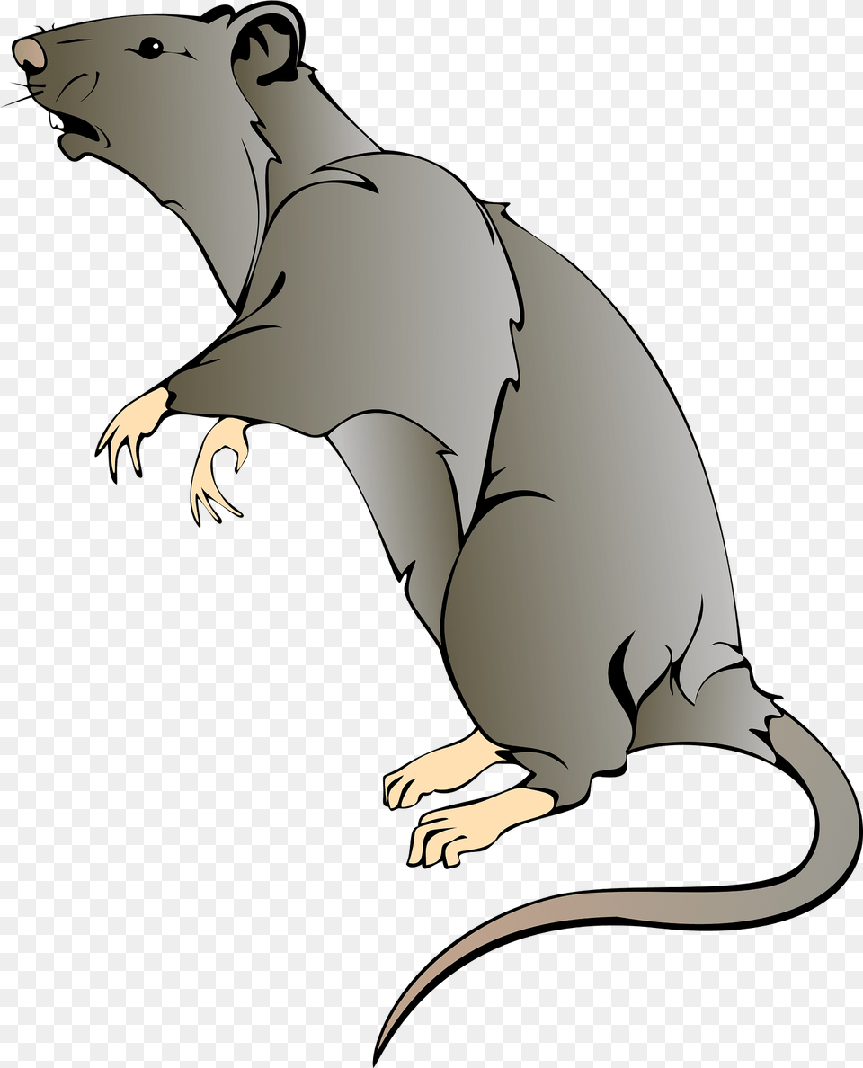 Rat Clipart, Animal, Mammal, Rodent, Fish Png